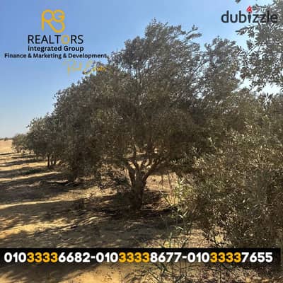 مزرعة 7 فدان للبيع – الفيوم، جمعية 25 يناير الزراعية – طريق اسيوط الغربي