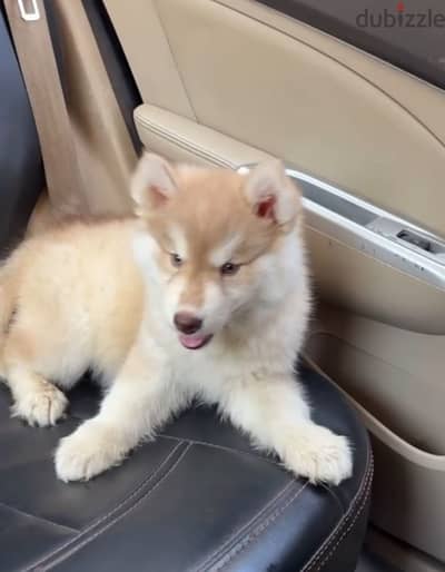 Husky Female Puppy