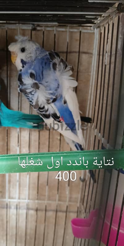 مجموعة عصافير بادجى استرالى سبليت دبل باندد بلاك وينج