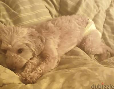 mini poodle