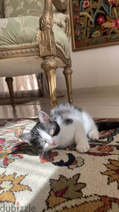 Cat for adoption