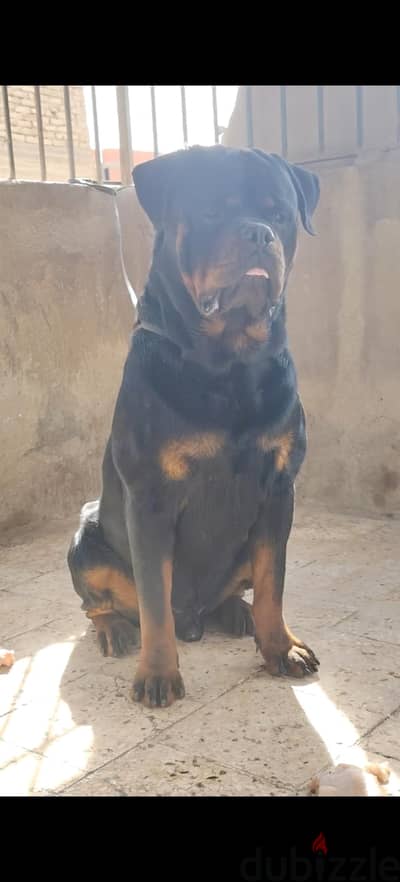 Rottweiler puppies