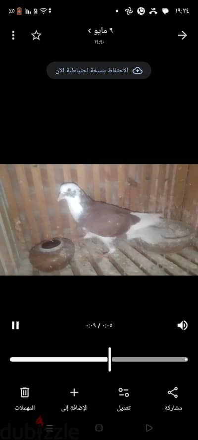دكرين ونتايه فلاحي شباب لسه عليهم العديله