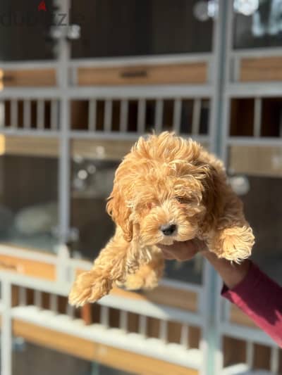 Maltipoo Puppies جراوى مالتى بوو