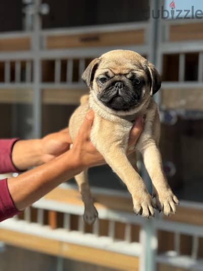 Pug puppies high quality جراوى بج اهالى مستوردة