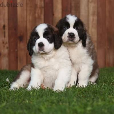 افضل جراوي سانت برنارد . . Saint bernard puppies