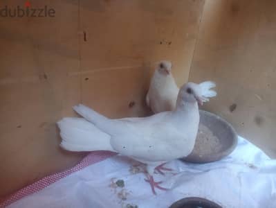 مدينة بدر الحي الخامس