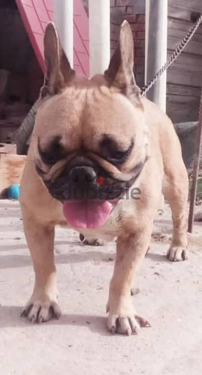french bulldog - فرينش بولدوج