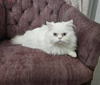 الاسكندرية المندرة شارع ملك حفني