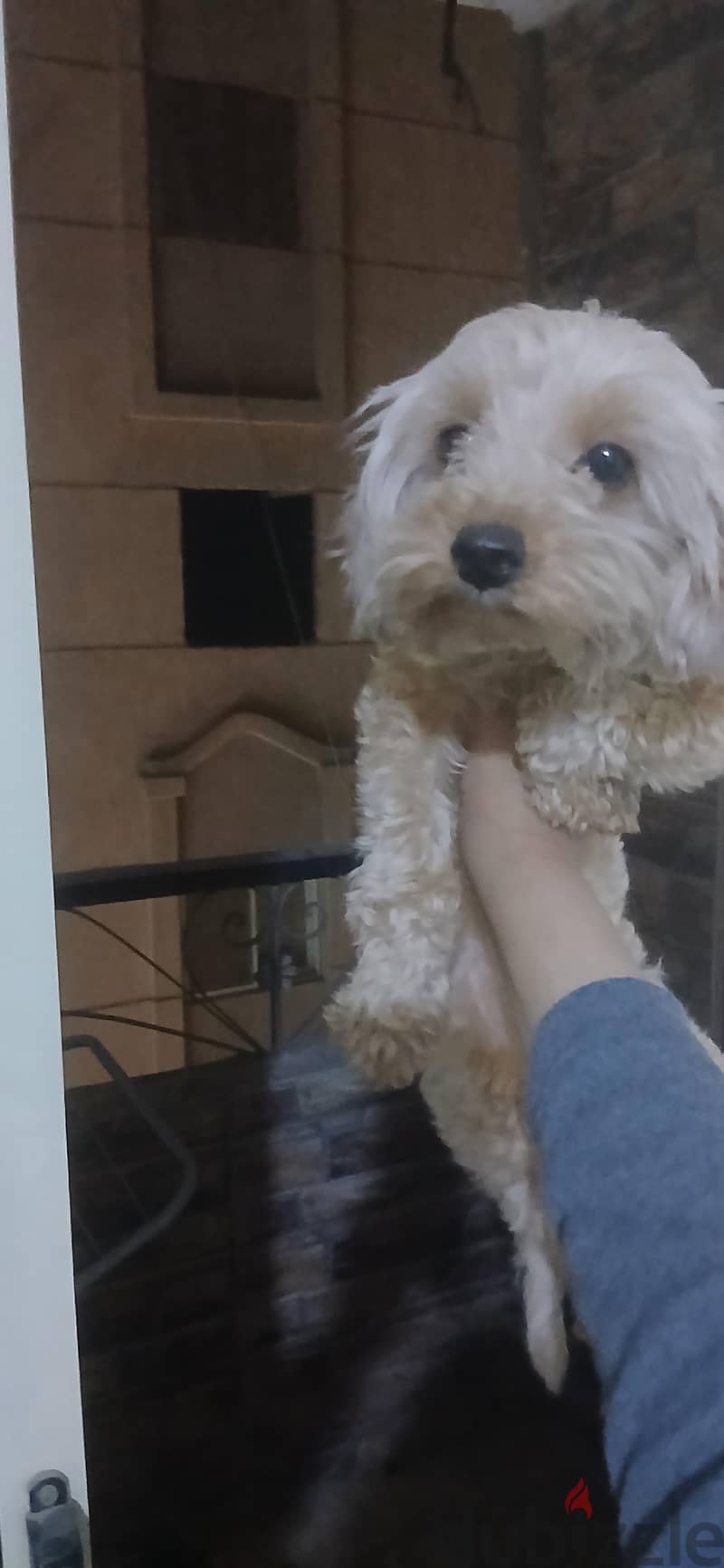 mini poodle 1