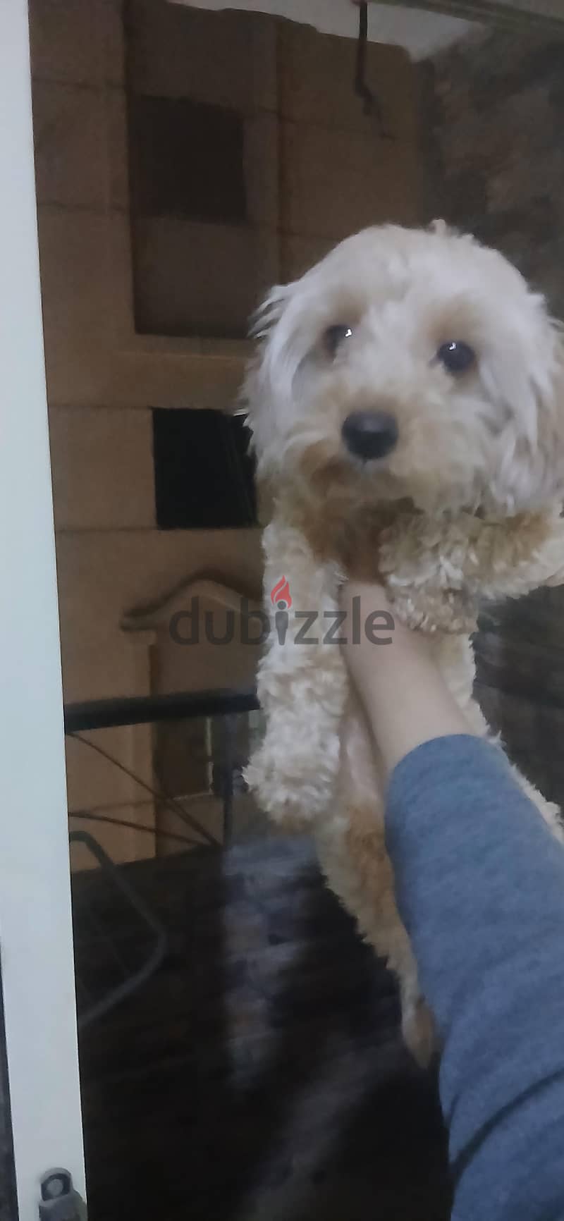 mini poodle 2