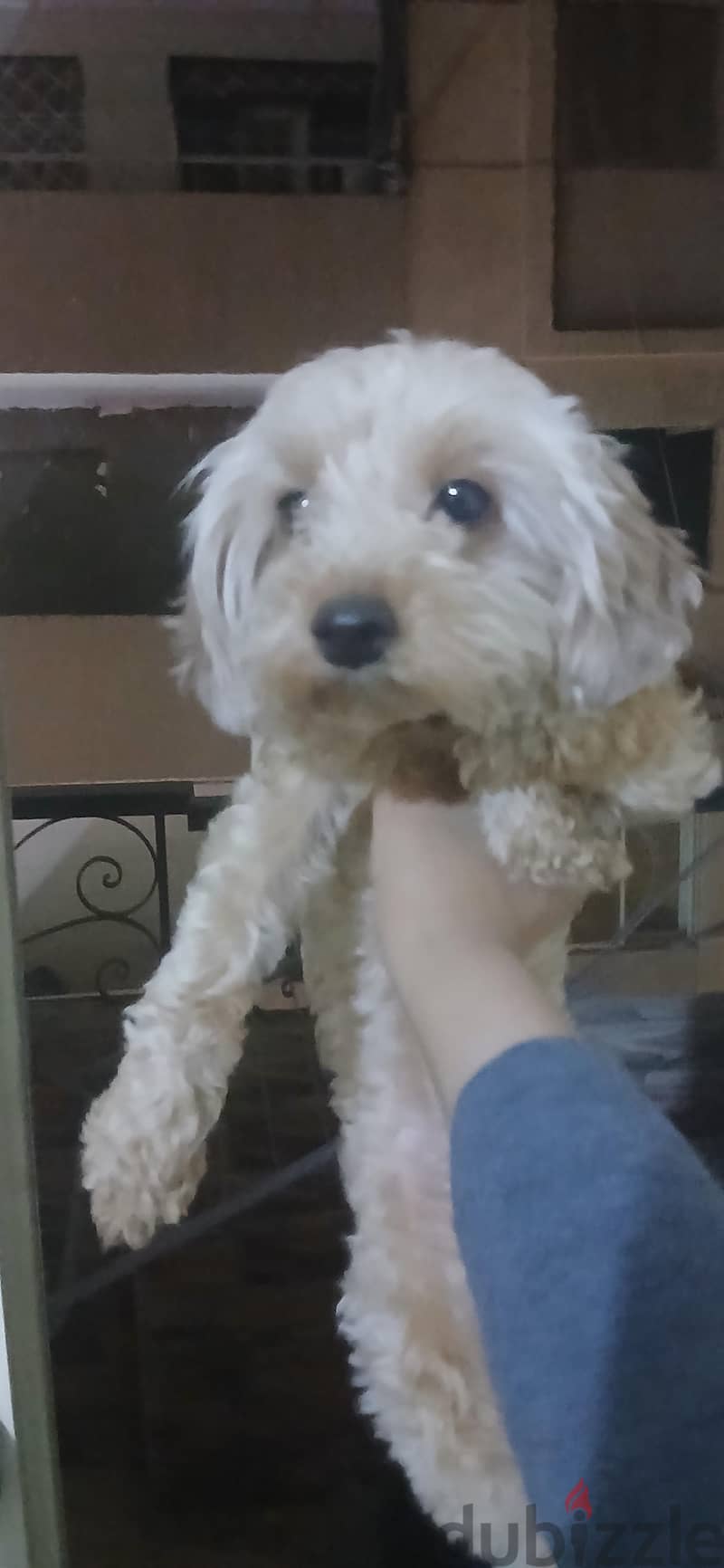 mini poodle 3