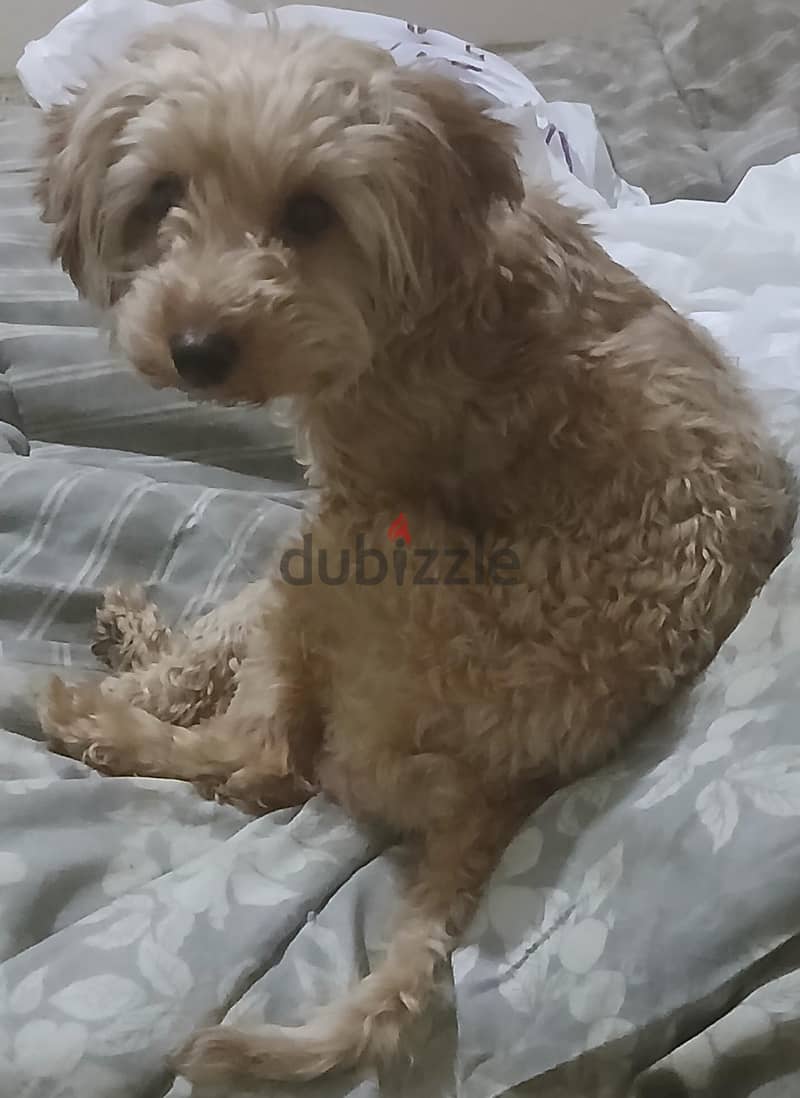 mini poodle 4