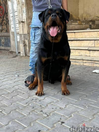 روت وايلر  rotweiller