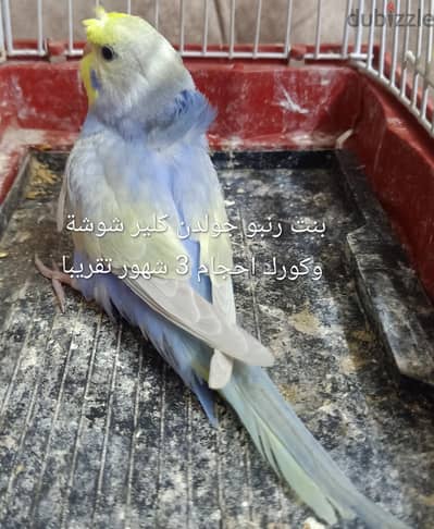 بادجى الوان مميزة وفيشر