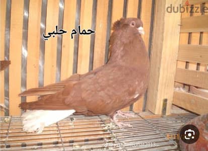 الدلنجات اخر شارع التحرير محافظة البحيره