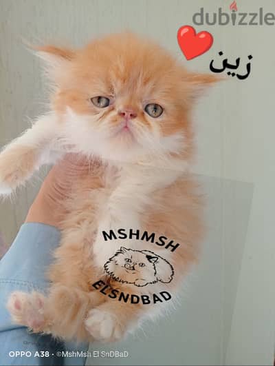 دكر ريد وايت مستوى توب