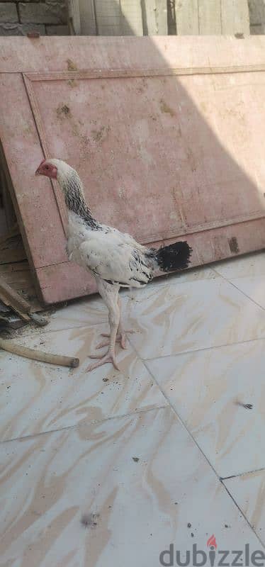 فراخ هندي