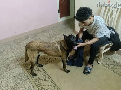 اجمل كلاب المالينو ابن البطل حرب
