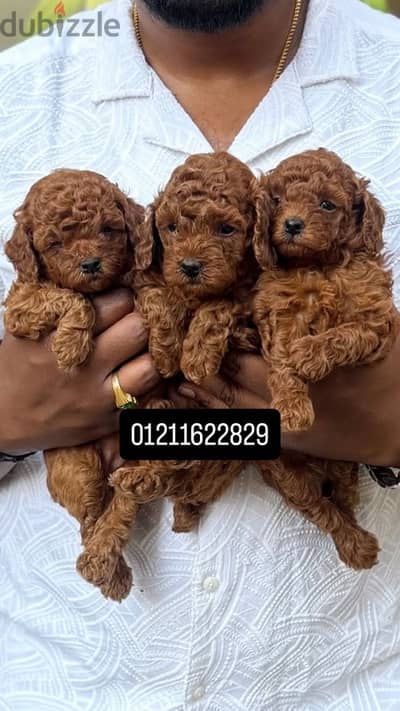 premium quality poodle puppies بودل