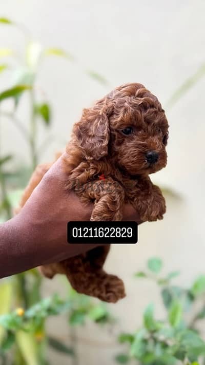 toy poodle puppies توي بودل