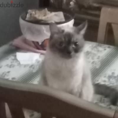 قطتين للتبني