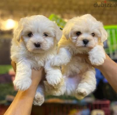 havanise puppies