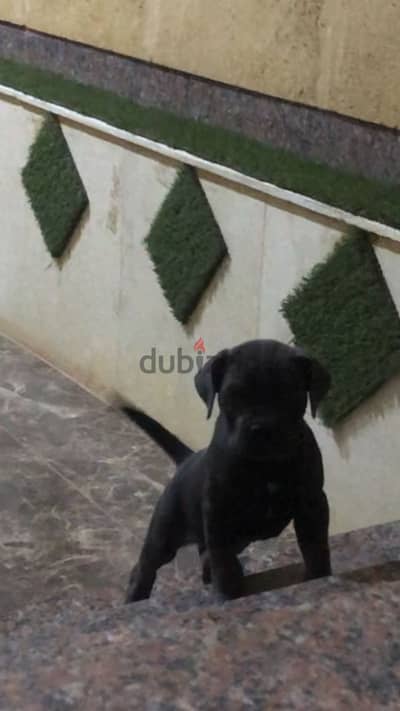 كين كورسو Cane Corso