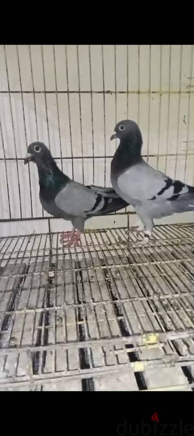 قصوص زاجل