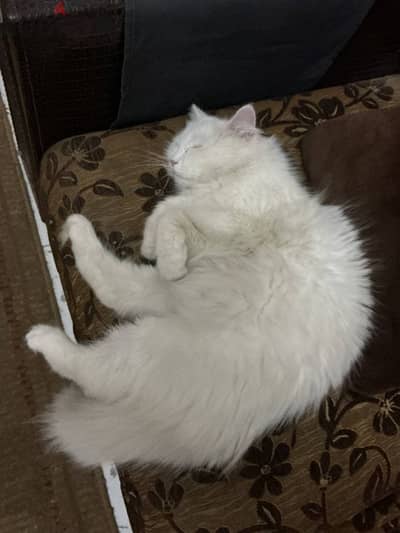 Turkish angora/ انغورا تركي