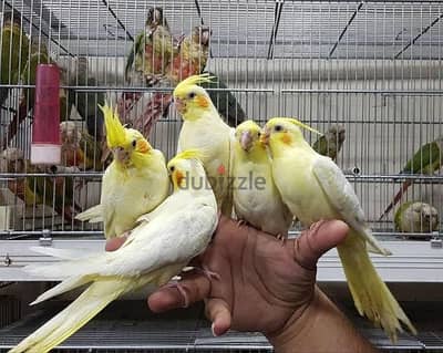 اللهم بارك متاح شبابات كوكتيل لاتينى لقطة منهم ينتج البينو