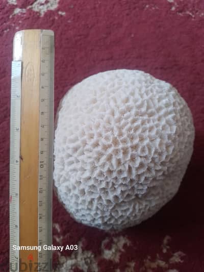 brain coral
