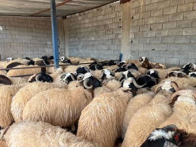 خرفان أضاحي برقي حر الكيلو يبداء من 200 ج يوجد خدمة دبح