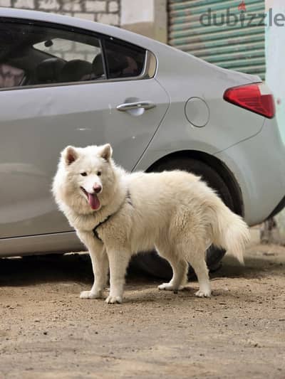 Female Husky _  بنوته هاسكي
