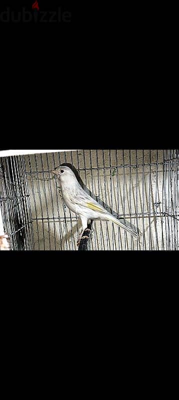 طيور كناري للبيع