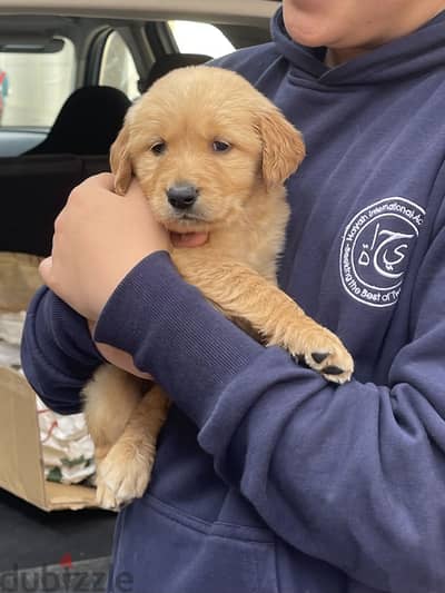 Golden retriever جولدن ريتريفر