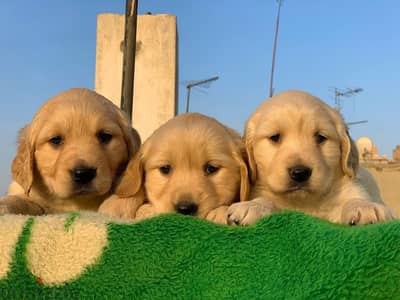 Golden retriever جولدن ريتريفر