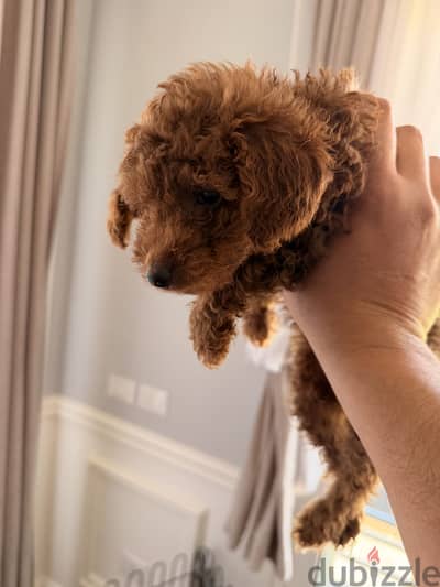 Teacup Toy Poodle 50 days (Imported Parents)