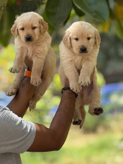 Golden retrivar