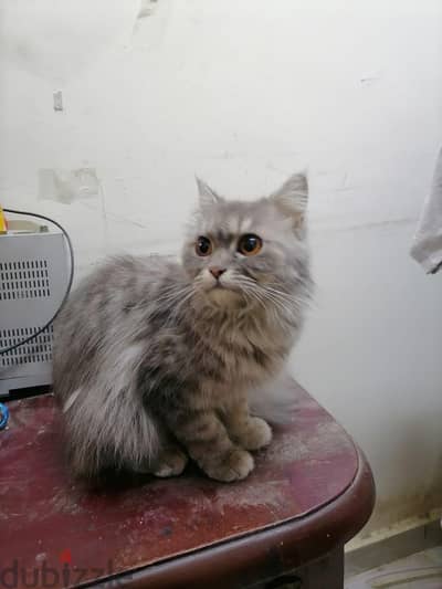 حلوان
