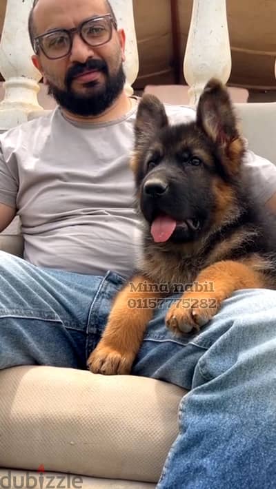 اجمل بنوته شاينيز شيبرد  Chinese shepherd
