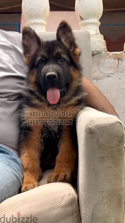 اجمد جروايه شاينيز شيبرد فمصر Chinese shepherd