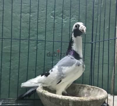دكر زاجل جان اردن مستوي عالي