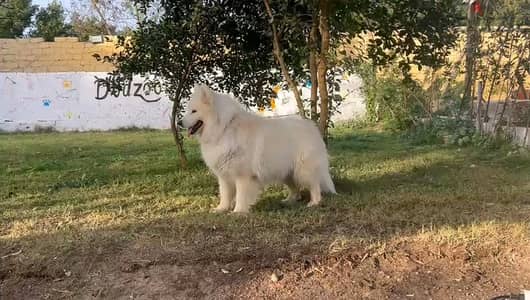 بنوته سمويد للبيع female samwyed for sale