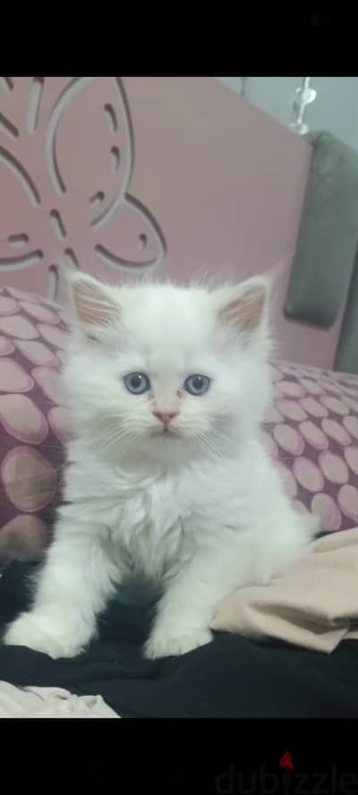 قط هيمالايا للبيع