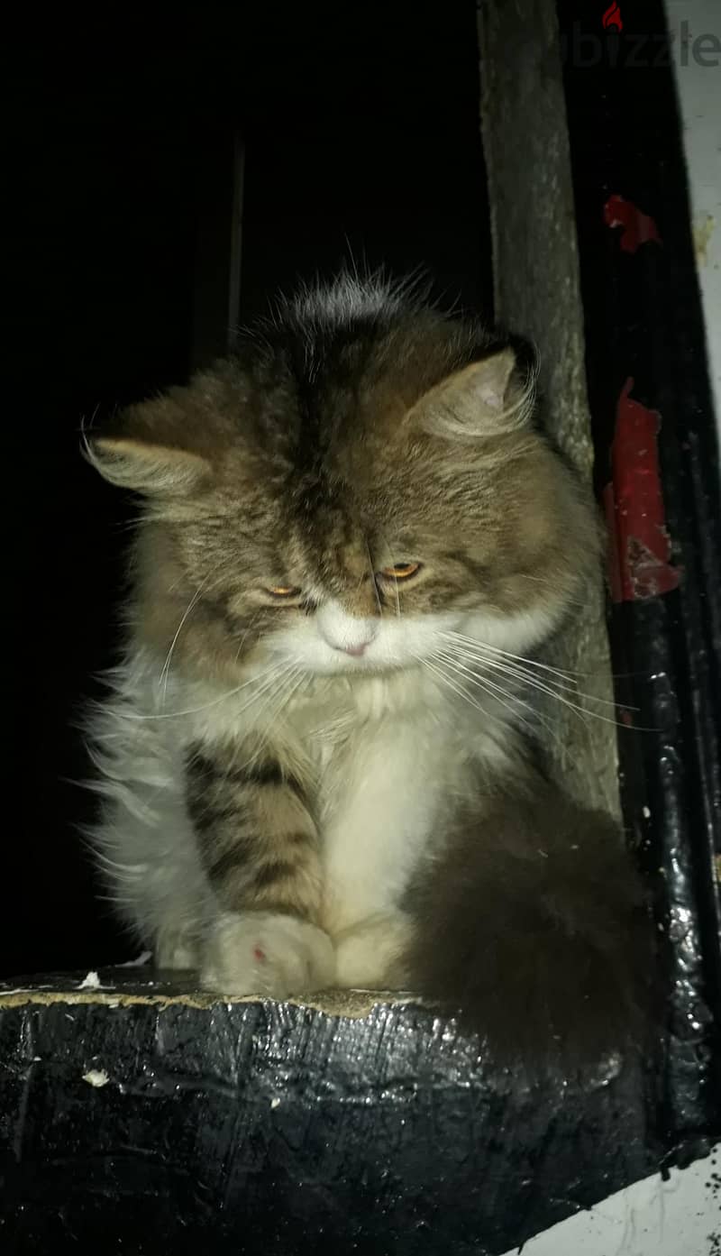 mink Ragdoll 5