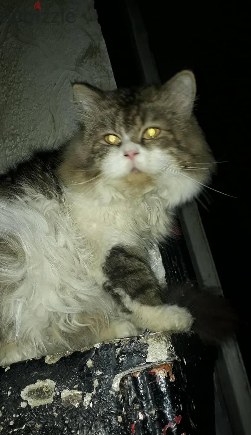 mink Ragdoll 6