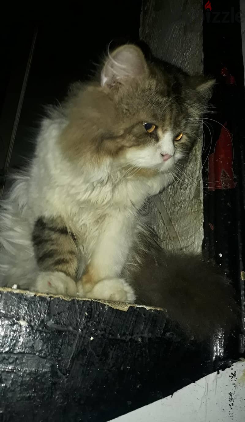 mink Ragdoll 7