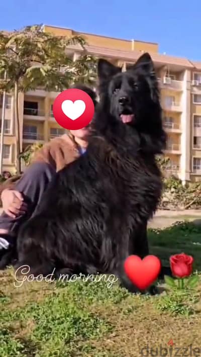 ذكر رويال بلاك ابن البطل هوجو بص للبيع male Royal Black for sale