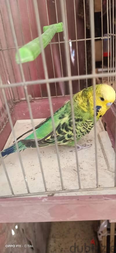 بشترى جميع انواع الطيور